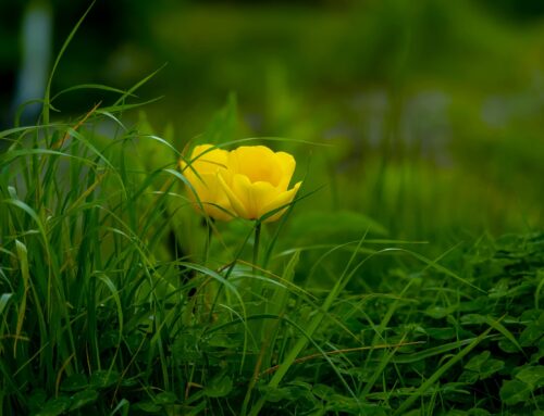 You Are Set Apart For His Glory