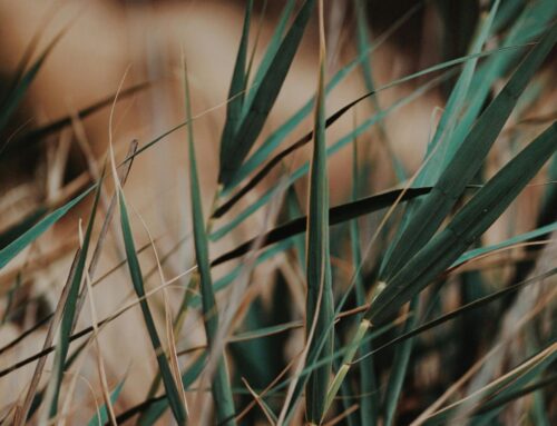 An Ever-Present Help